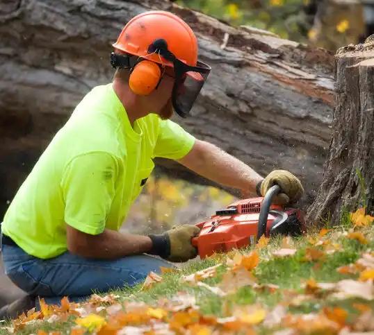 tree services Rural Hall